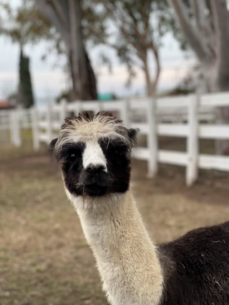 @ Marbella Lane - Alpaca Farm House l Pool