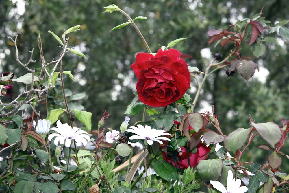 Photo 30