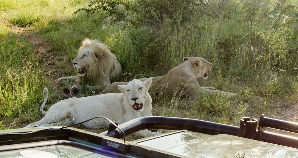 Elandela Private Game Reserve & Luxury Lodge