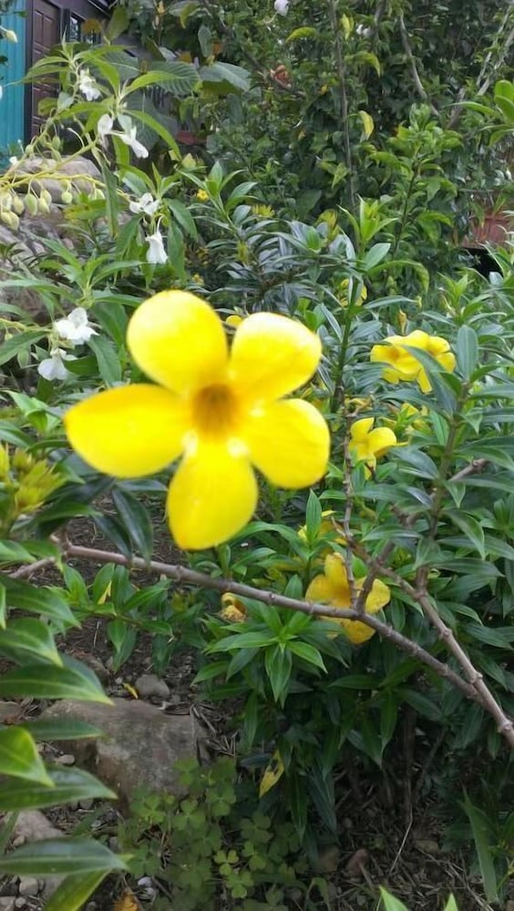 Kinabalu Poring Vacation Lodge - Hostel