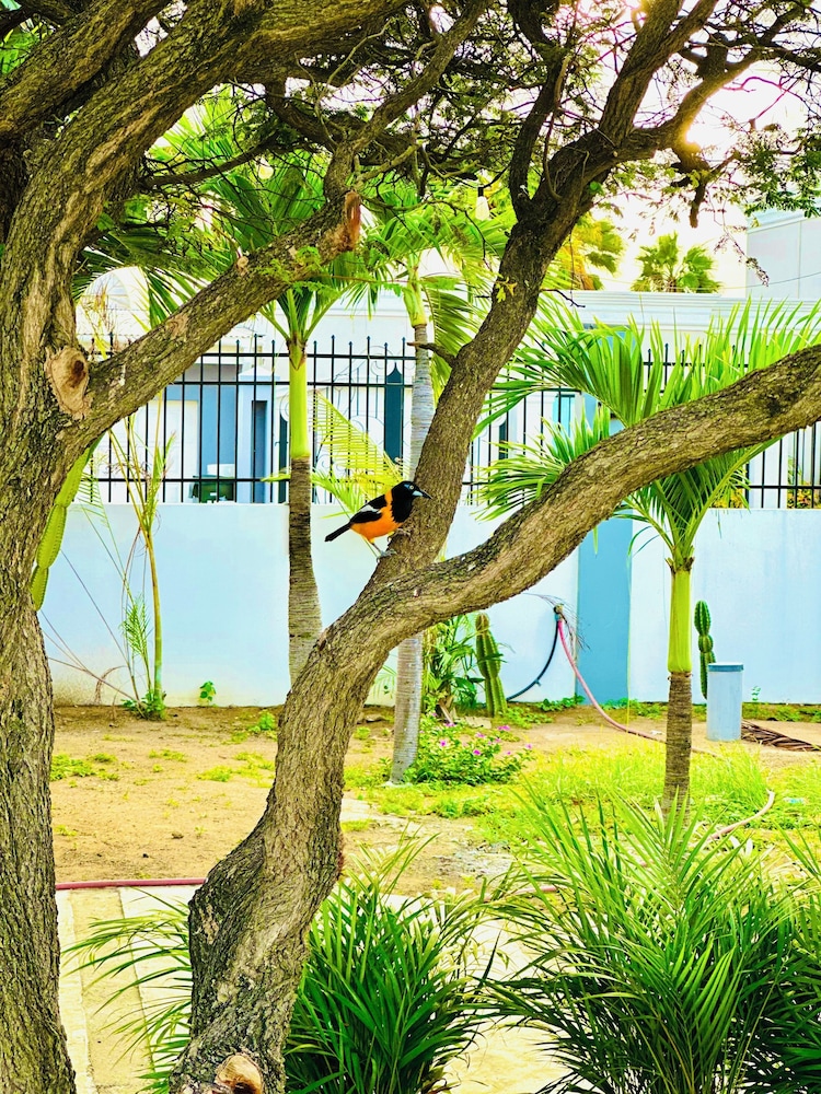 Eagle Stays Aruba