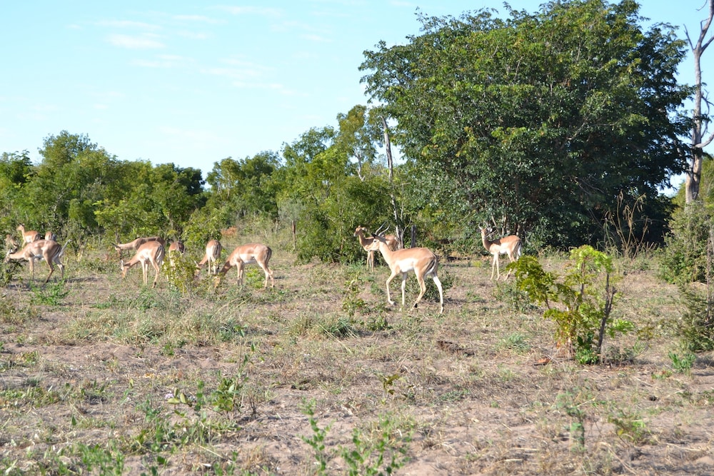 Chobe Sunset Chalets
