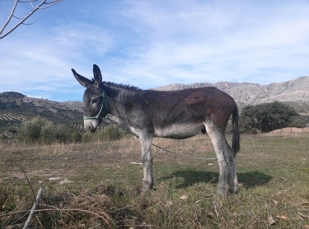 Cortijo El Llano