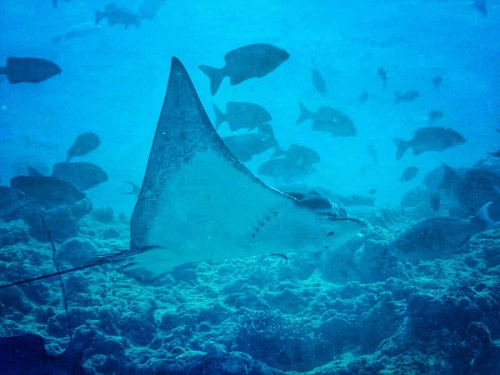 Dive and Sleep - All Inclusive Diving Guesthouse - 3 Dives per day