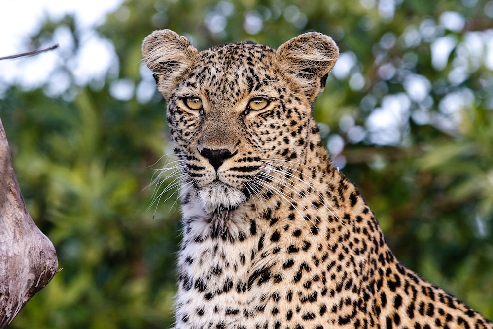 Inyati Game Lodge