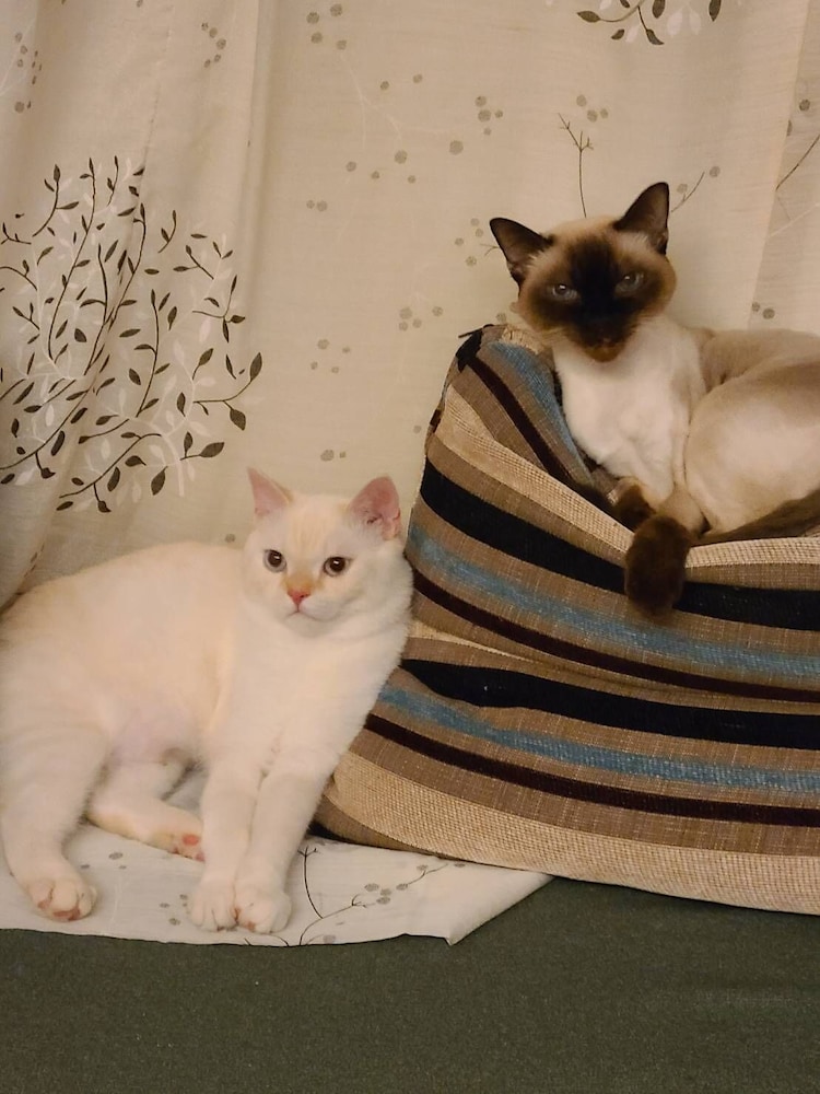 Smokey Cat B&B