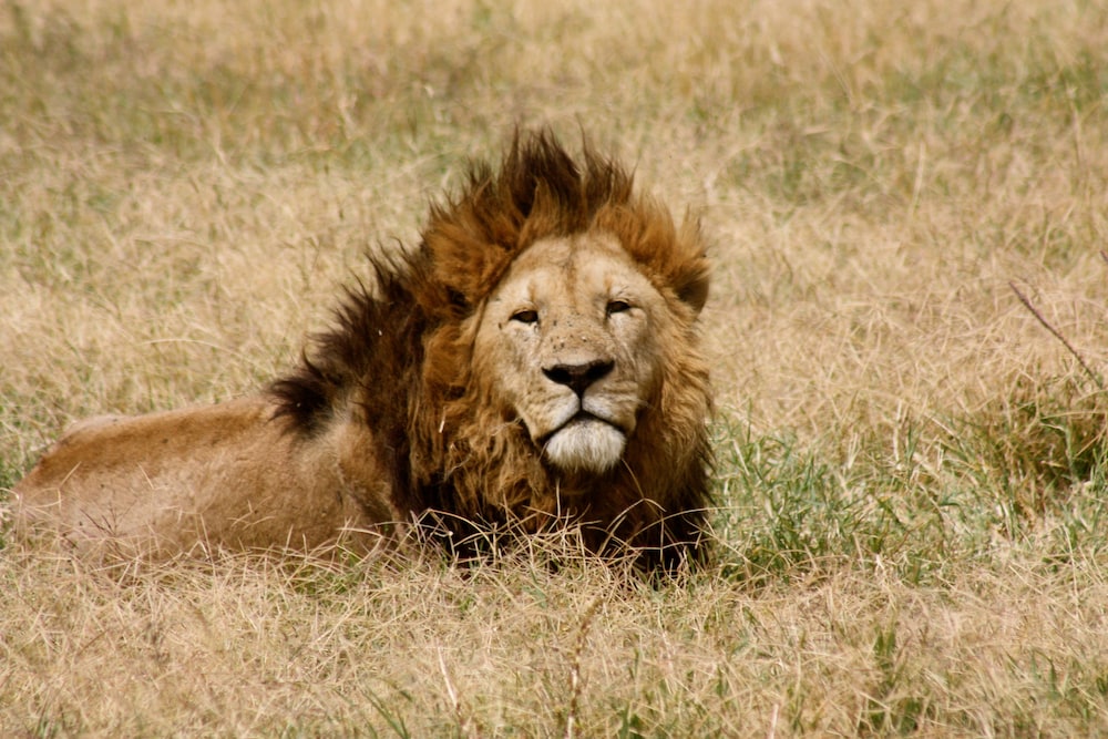 The Vijiji Center Lodge and Safari