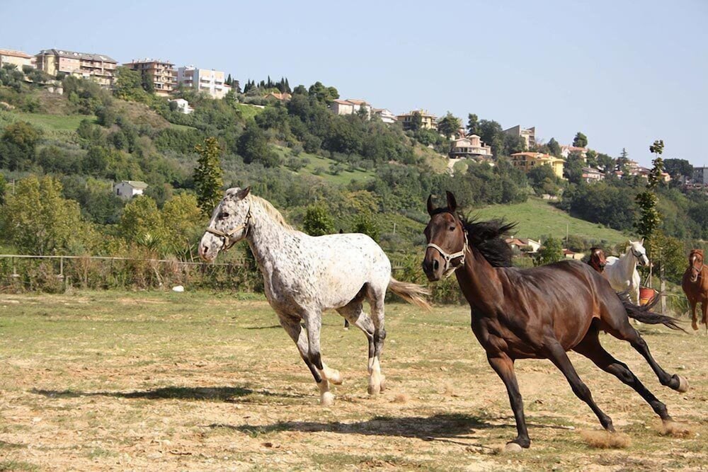 Agriturismo Vecchia Monta