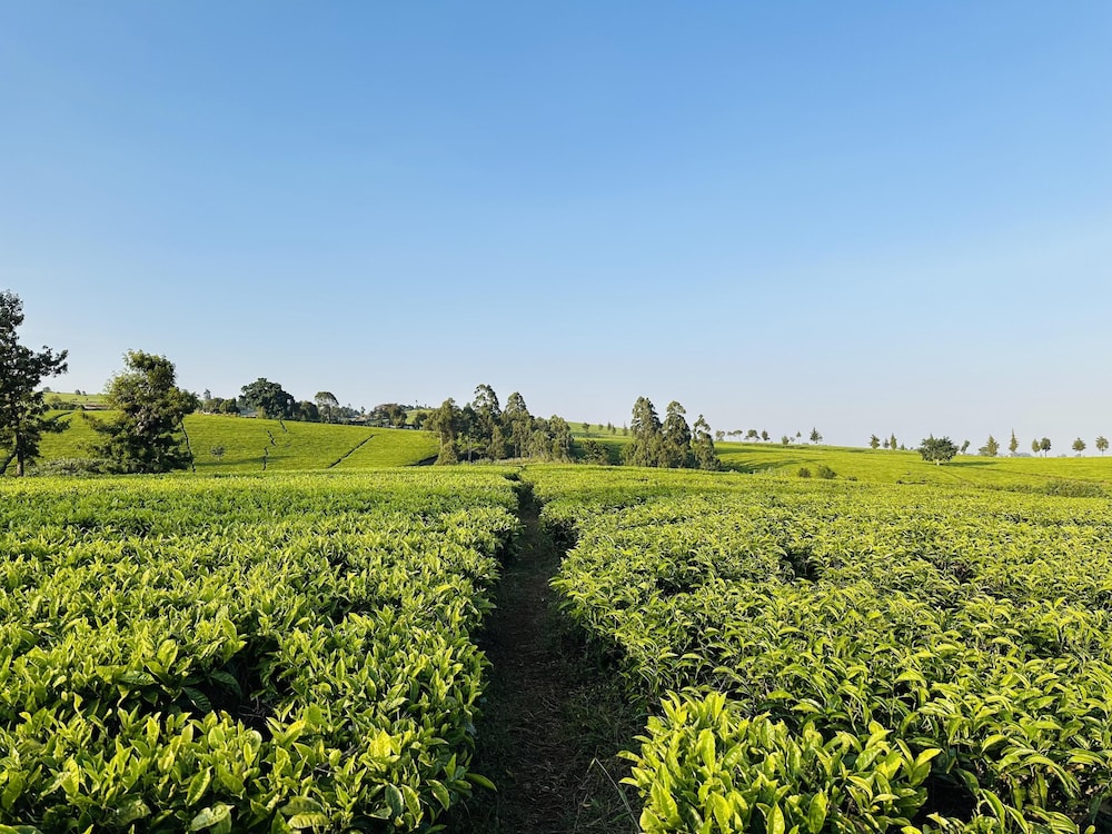 Farmhouse Retreat on 85-acre tea Estate - 2331