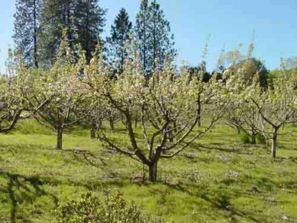 Apple Blossom Inn