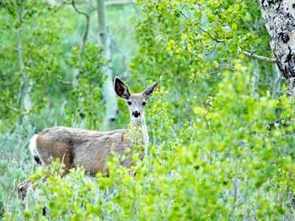 Cambria Vacations - Dreydon House BB - Property Image 3