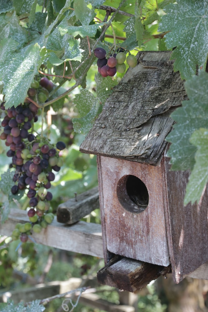 Guest House Caucasus
