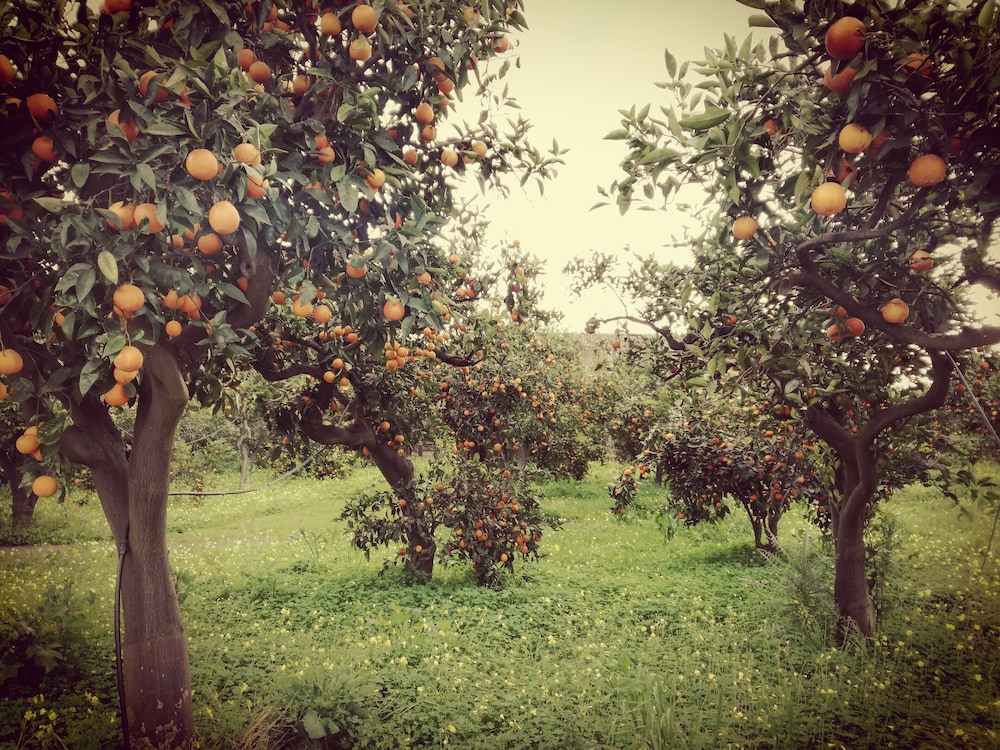 Tenuta del Gelso