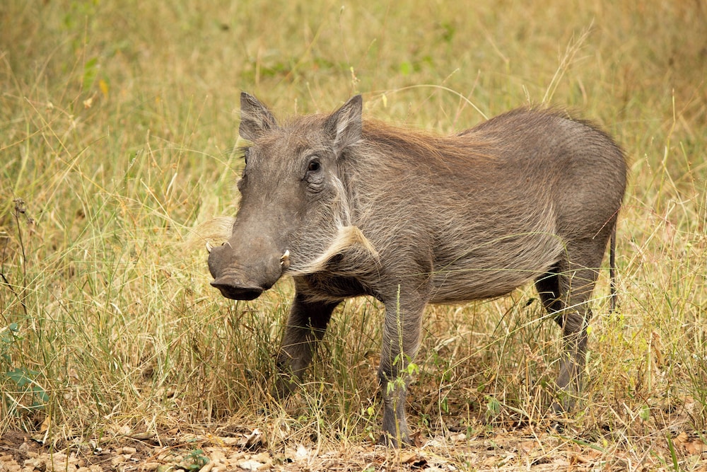 Singwe Private Safari lodge
