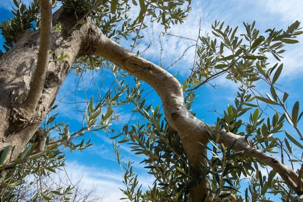 Agriturismo San Giuliano