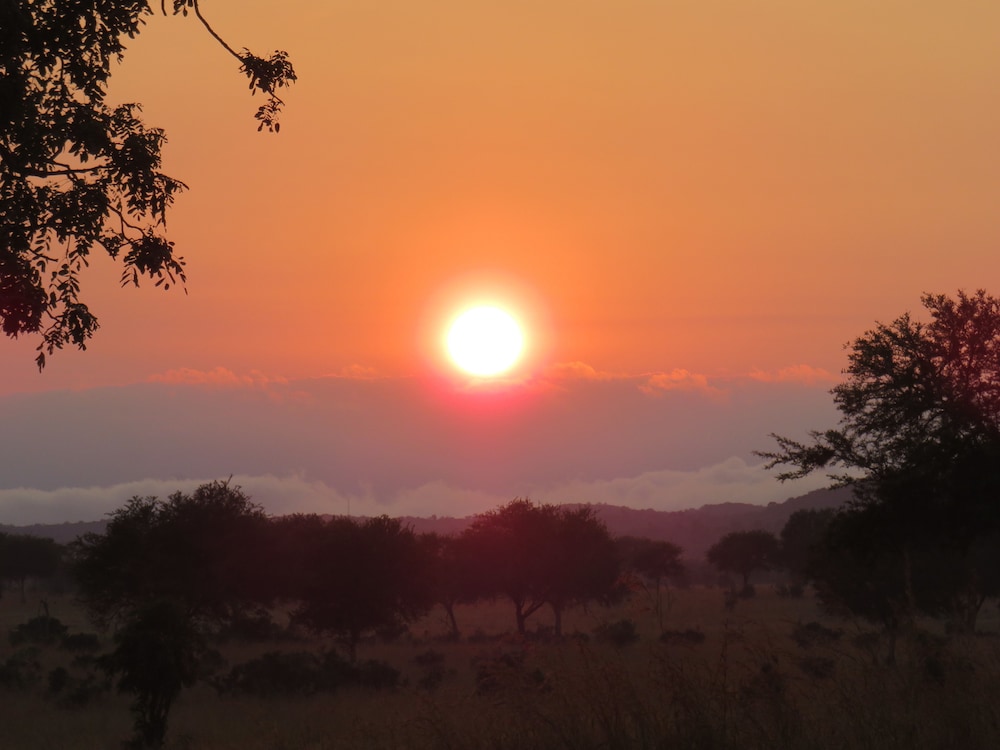Mikumi Wildlife Camp