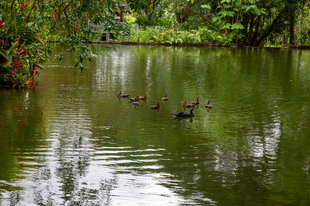 Villa el Bosque La Fortuna