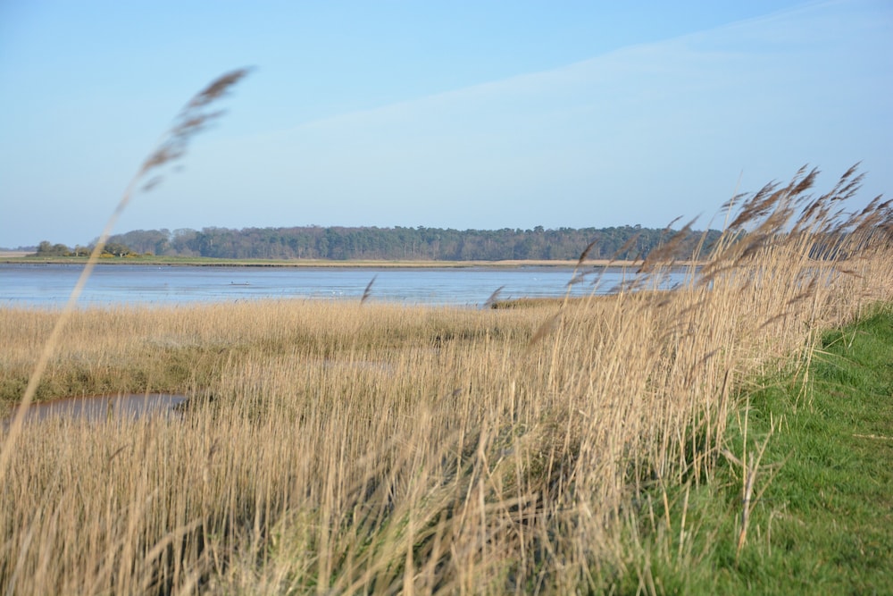 Meadowsweet, Blythburgh