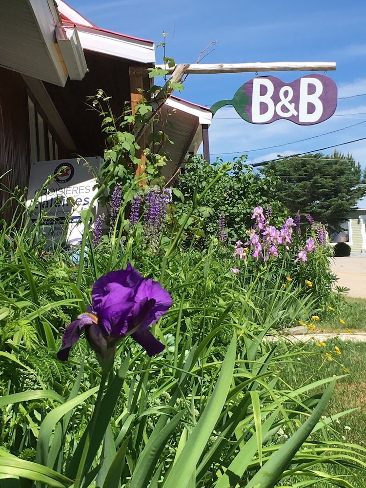 L'Aubergine