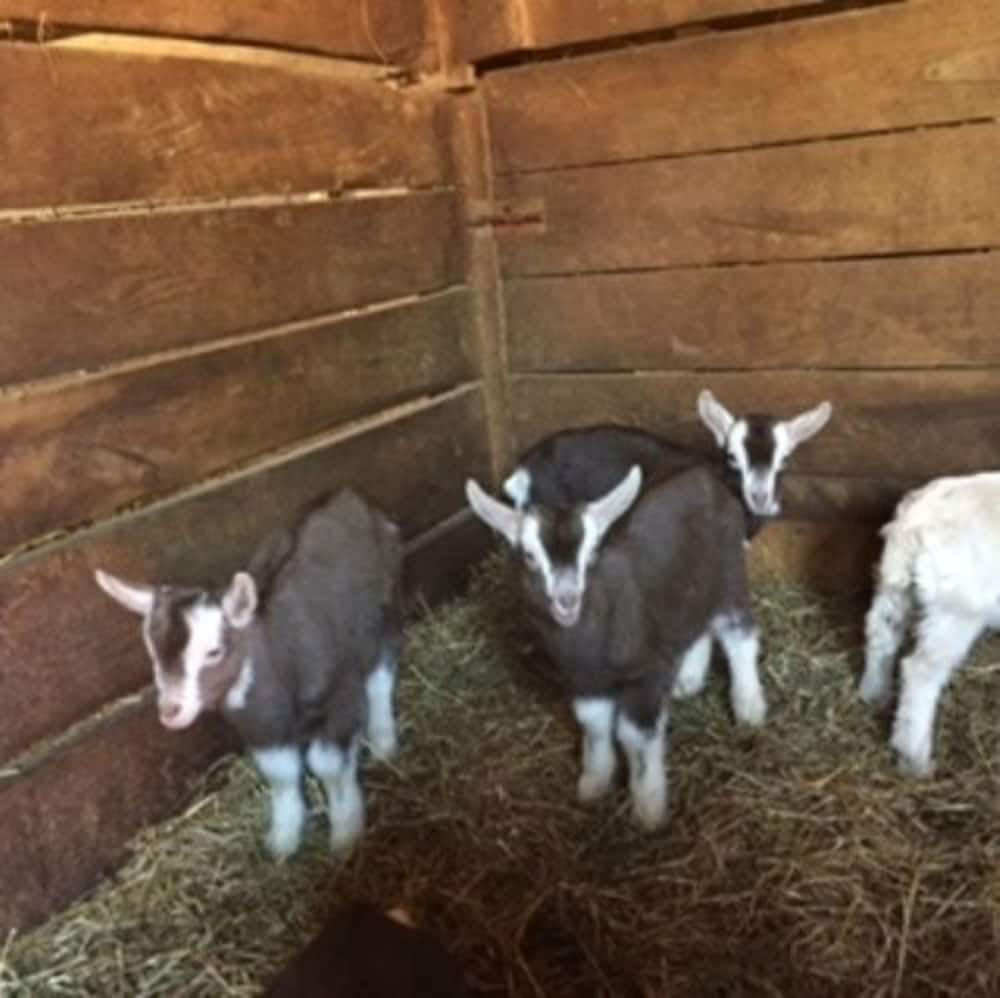Flint Hill Farm AG
