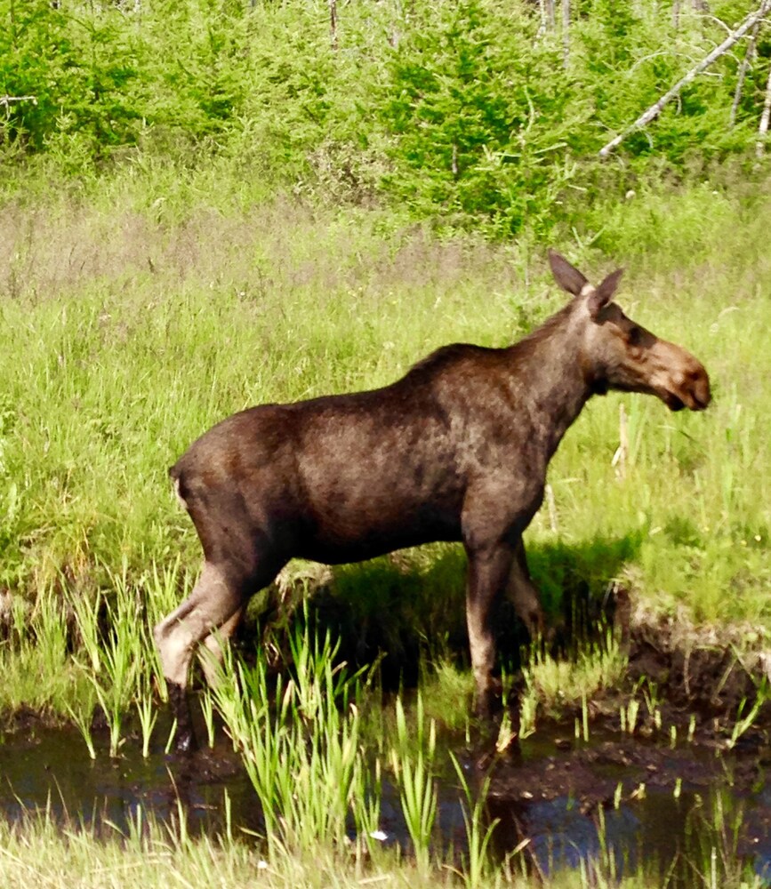 Air-Dale Fishing and Hunting