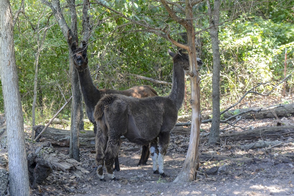 Omaha Vacations - Llama House - Property Image 8