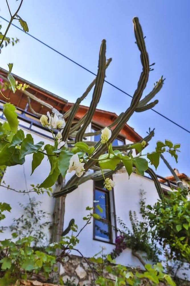Villa Kaktus