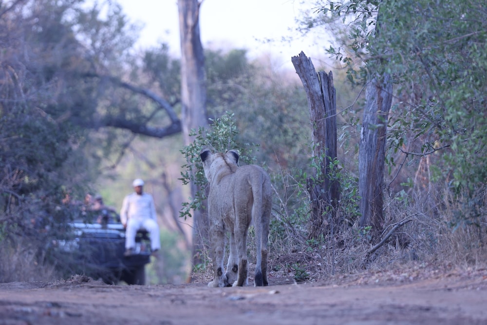 Karongwe - River Safari Lodge
