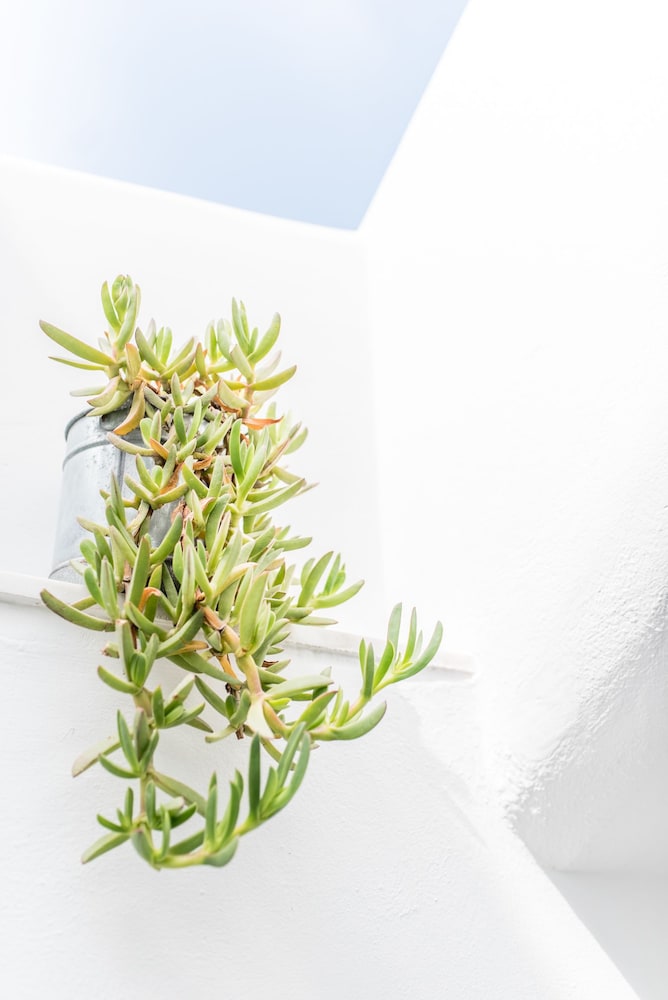 Agave Santorini Design Boutique Hotel
