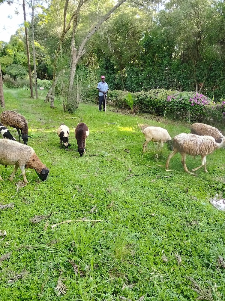 Blue Zone Kenya Resorts and Game Drives