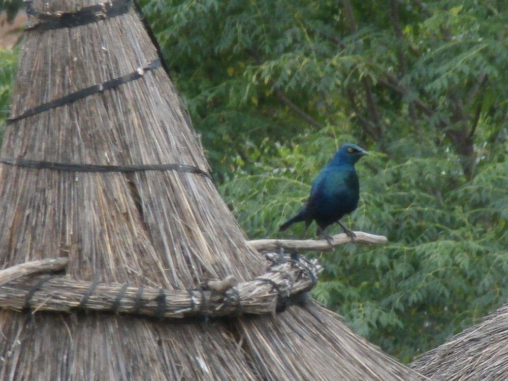 Mayleko Lodge