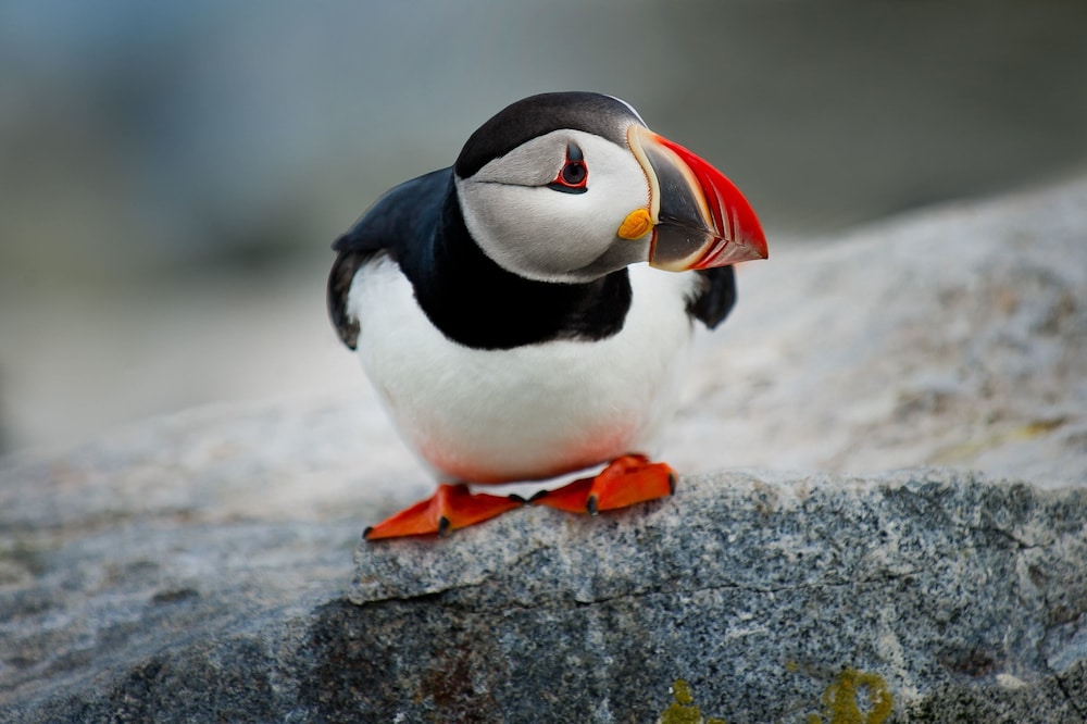 Puffin Palace Guesthouse