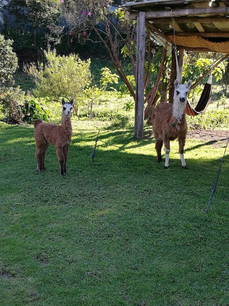 Rutun Orquídeas