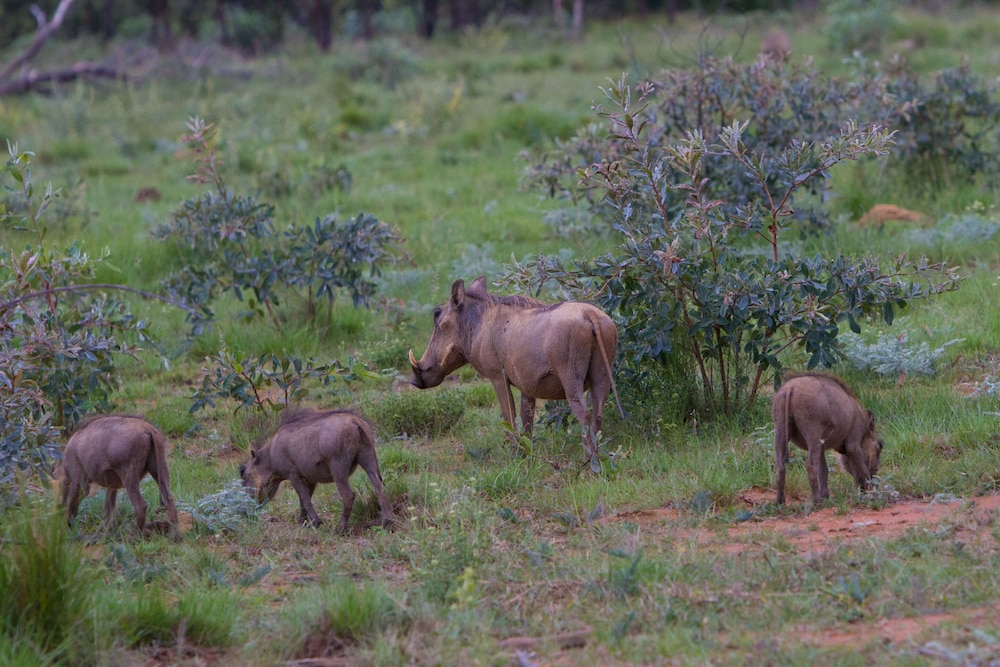 Nedile Lodge, photo 9