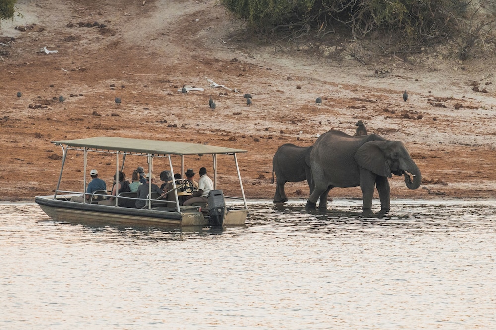 Chobe Princess By Mantis