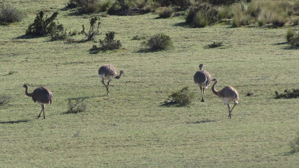 La Elvira Natural Lodge Nature & Wildlife Experience in Peninsula Valdés
