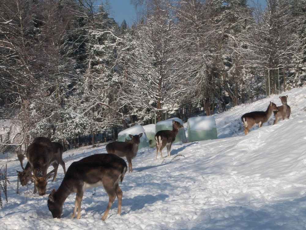Apartment in Bleiburg Near Petzen Ski Area