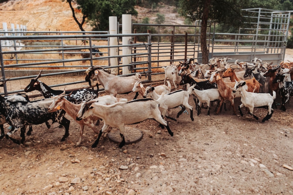 Herdade dos Cordeiros