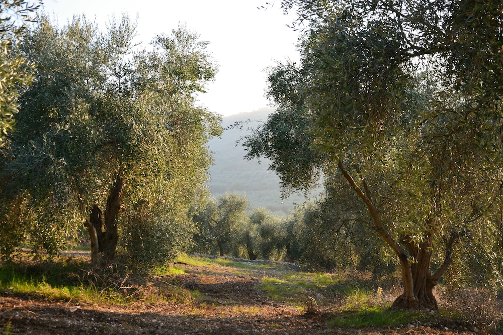 Torre Bruno