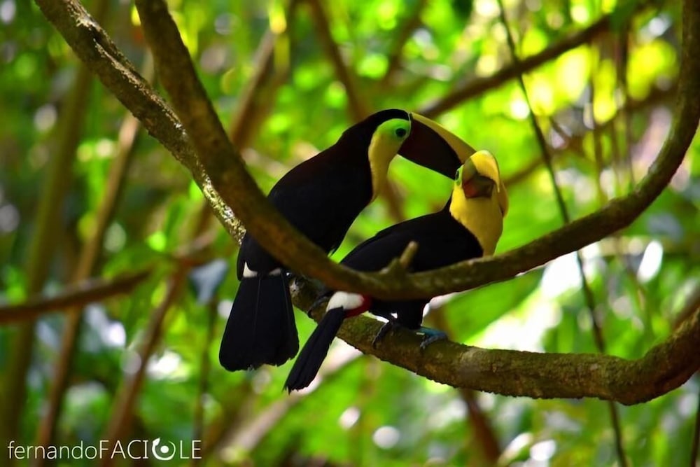 Corcovado Adventures Tent Camp