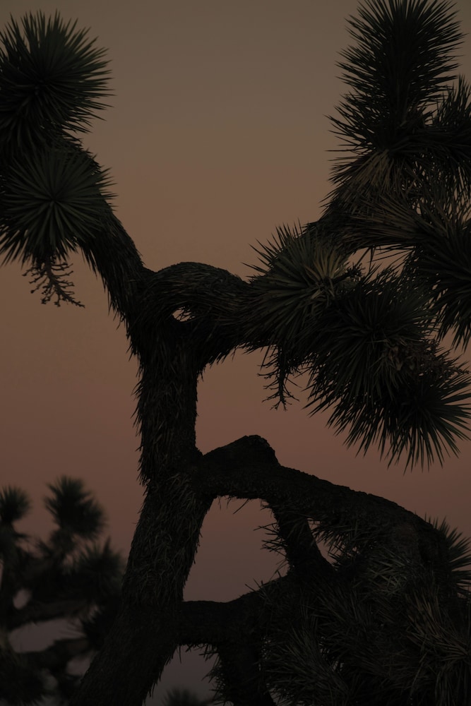 RESET Hotel Joshua Tree