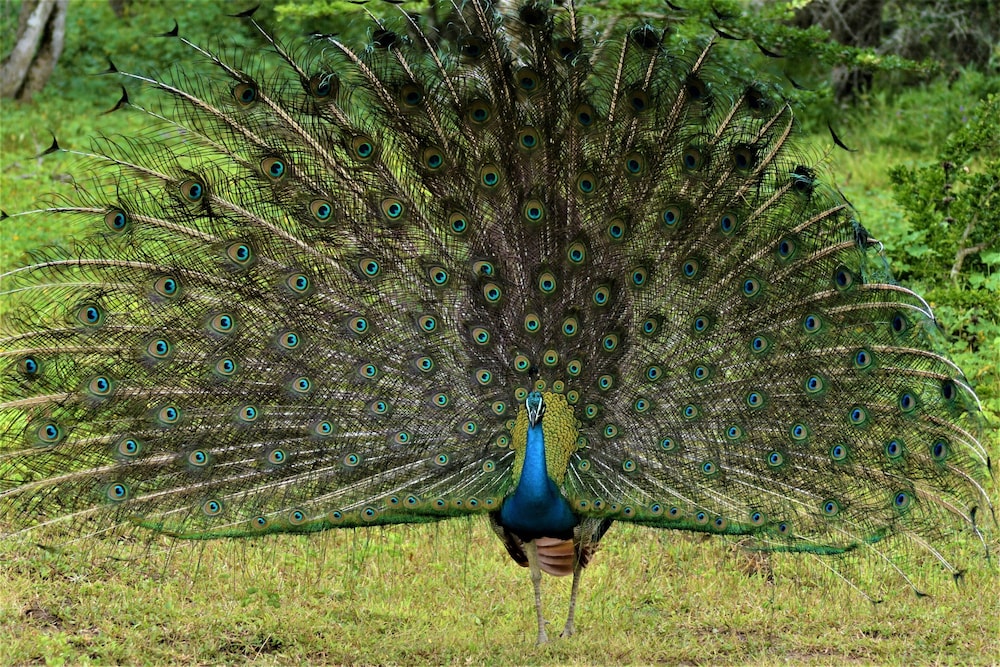 Podi Hoona Yala Safari Camp