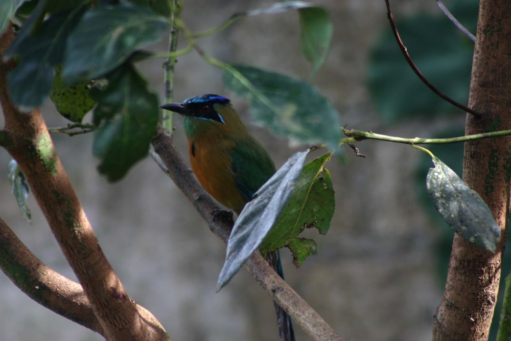 Monteverde Cloud Forest Vacations - Monteverde Lodge  Gardens by Boena - Property Image 7