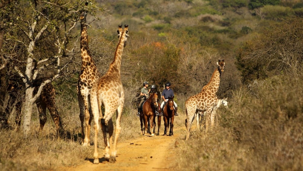 Pakamisa Private Game Reserve