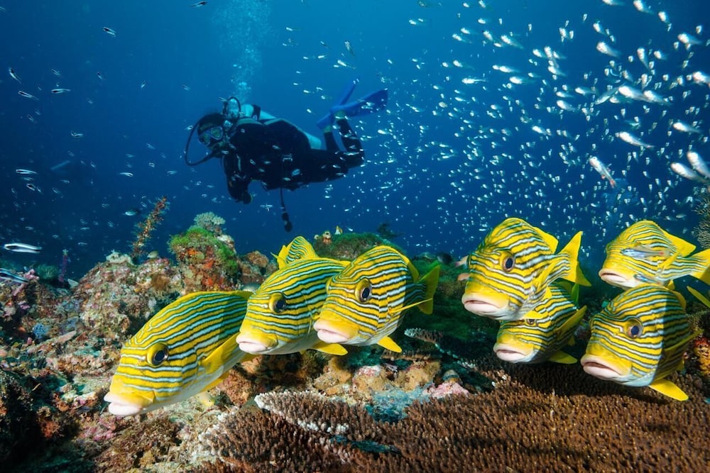 ANDAU DIVE RESORT - RAJA AMPAT