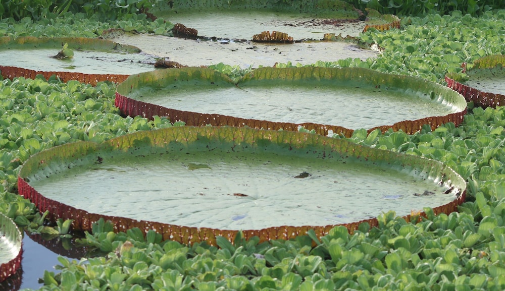 Ecological Jungle Trips & Amazon Lodge