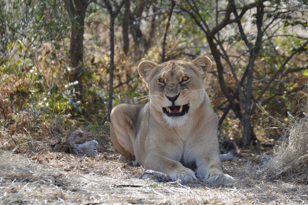 Aloegrove Safari Lodge