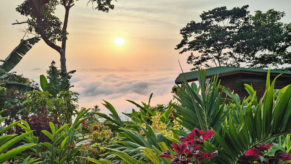 Minca Sintropia Organic Coffee Finca