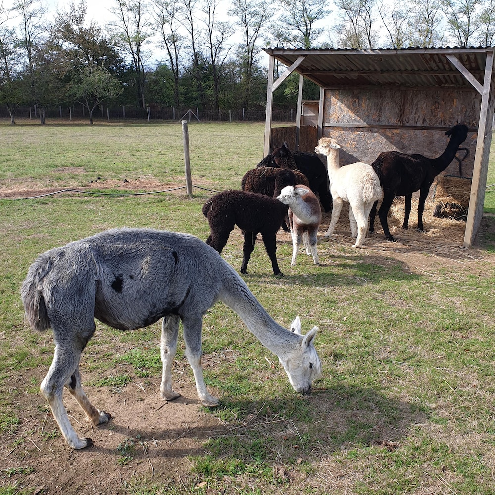 The Alpaca B&B