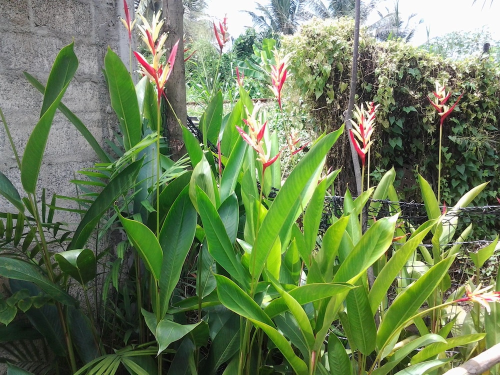 Orchid Villa 10